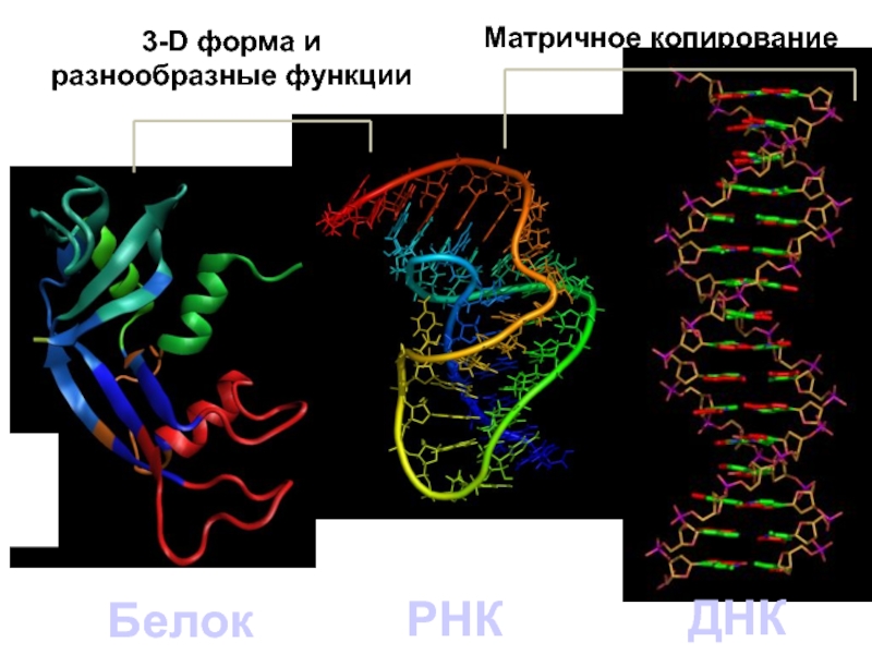 Белки и рнк входят. Белки ДНК. Белок РНК. Из РНК В белок. ДНК РНК белок визуализация.