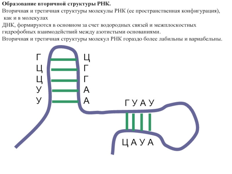 Вторичная рнк. Структуры РНК первичная вторичная и третичная. Третичная структура молекулы РНК. Вторичная структура РНК. Первичная и вторичная структура ТРНК.