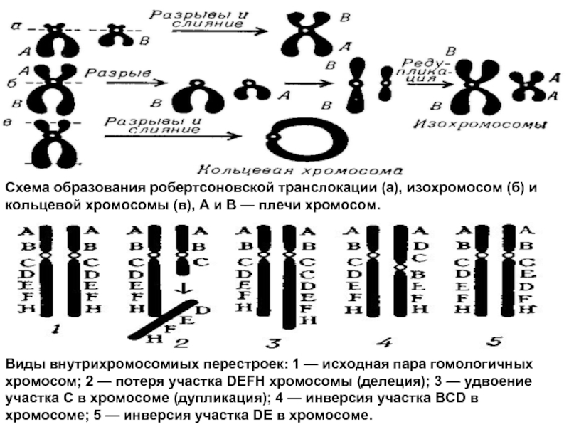 Виды внутрихромосомиых перестроек: 1 — исходная пара гомологичных хромосом; 2 —