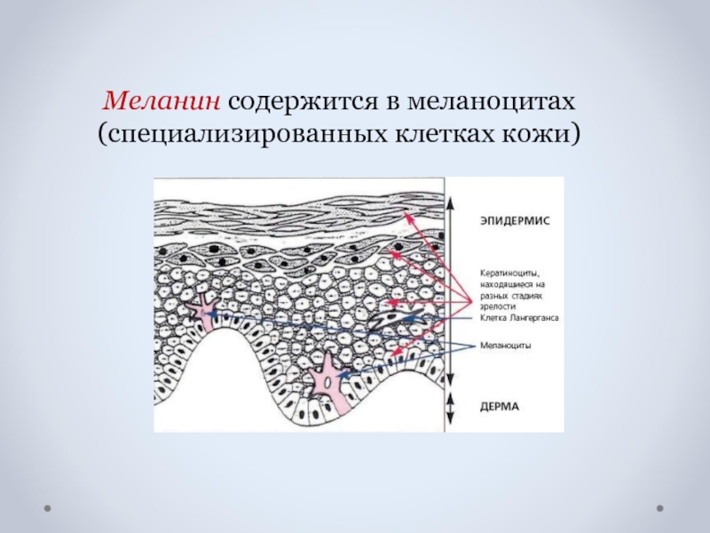В каком слое кожи синтезируется пигмент меланин. Меланоциты меланин кожа. Меланин в эпидермисе кожи. Меланин содержится. Пигмент меланин содержится.