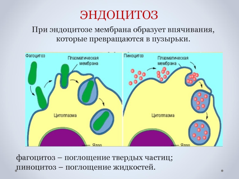 Этапы эндоцитоза. Плазматическая мембрана пиноцитоз. Эндоцитоз мембраны. Эндоцитоз фагоцитоз пиноцитоз. Пиноцитоз характерен для.