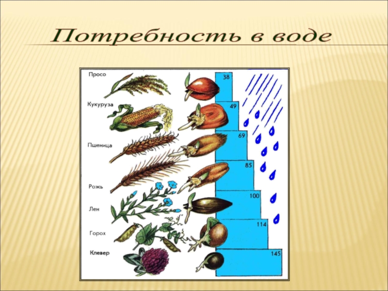 Урок биологии семена. Семена растений. Потребность семян в воде. Семя презентация. Презентация про семена по биологии.
