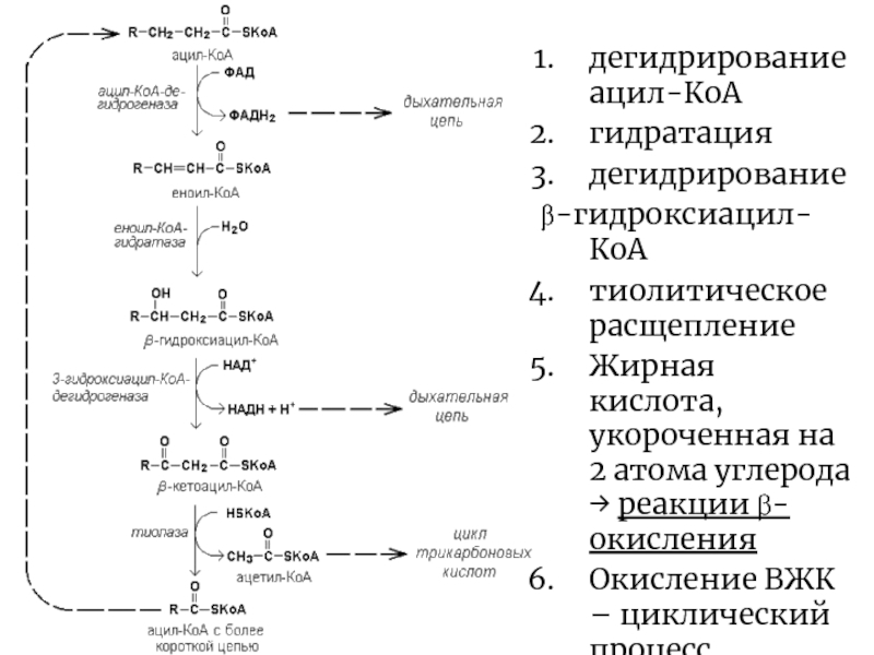 Биохимия в схемах