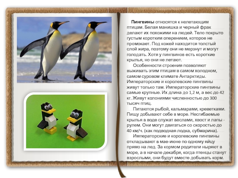 Рассказы про пингвинов для детей