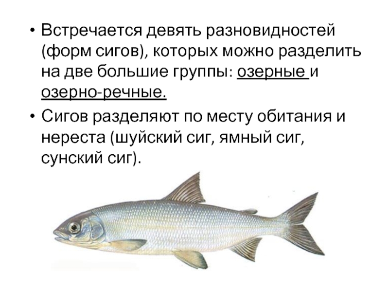 Рыба пелчир фото и описание