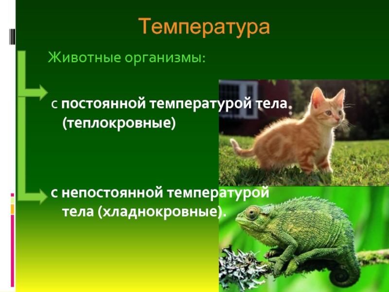 Температура Животные организмы: с постоянной температурой тела (теплокровные) с непостоянной температурой тела (хладнокровные).
