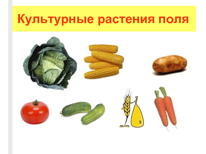 Культурные растения картинки