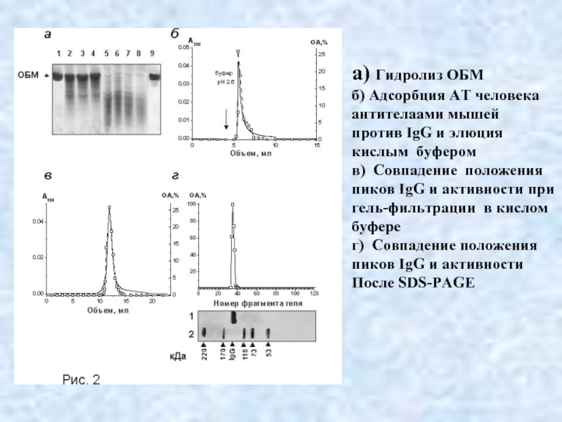 а) Гидролиз ОБМ б) Адсорбция АТ человека антителаами мышей  против IgG