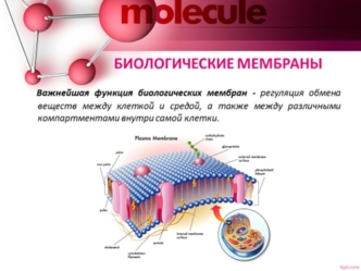 Биологические мембраны. Строение и состав мембран