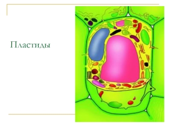 Пластиды