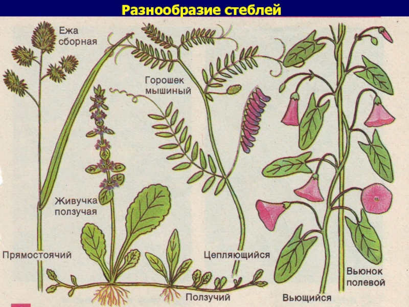 Цепляющийся стебель. Разнообразие стеблей. Виды побегов у растений. Разнообразие стеблей таблица. Растения с ползучими стеблями.