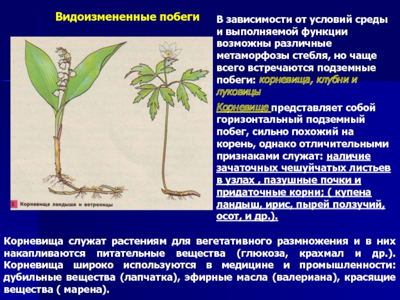 В зависимости от условий. Видоизмененные побеги Ландыш. Видоизменение корневища ландыша. Ландыш видоизменение побега. Что представляет собой корневище?.