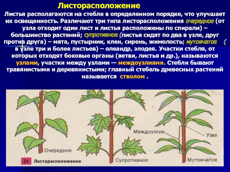 У какого растения несколько стволиков. Тип листорасположения название растений. Листорасположение древесных растений. Супротивное листорасположение пустырник. Мята Тип листорасположения.