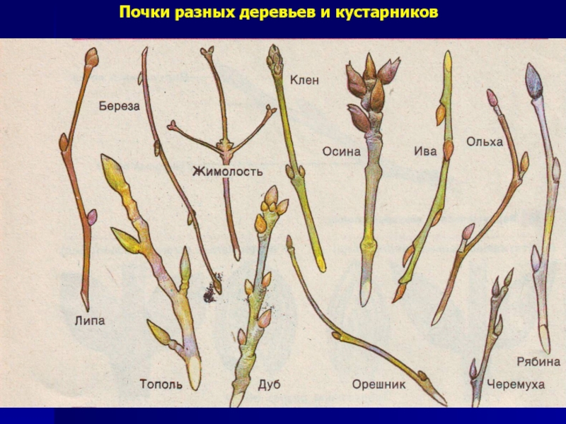 Разнообразие почек. Почки на побегах разных деревьев и кустарников. Побег тополя в безлистном состоянии. Безлистный побег ясеня. Строение ветки почек липы.