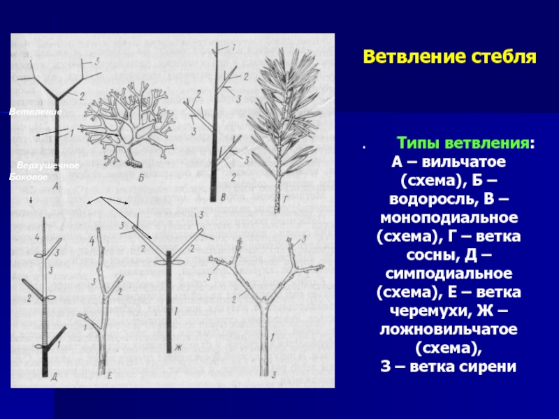 Простой стебель. Моноподиальное ветвление стебля. Моноподиальное ветвление сосна. Моноподиальное и симподиальное ветвление. Симподиальное ветвление липы.