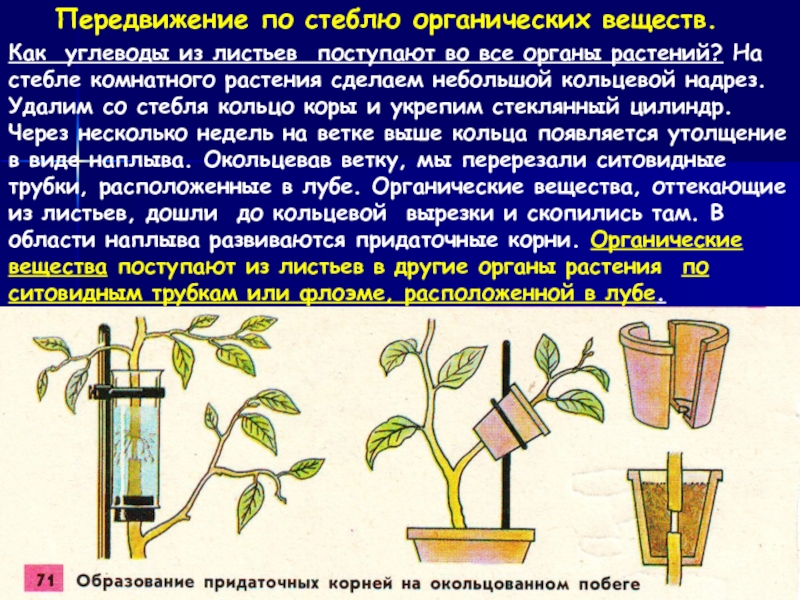 Используя рисунок 89 составьте рассказ о передвижении веществ у растений