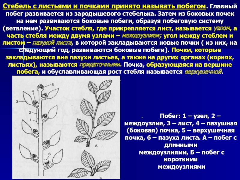 Побег развивается из. Стебель с листьями и почками это. Почки из которых образуются побеги с листьями. Почки из которых образуются побеги с листьями называют. Стеблевые листья главного побега.