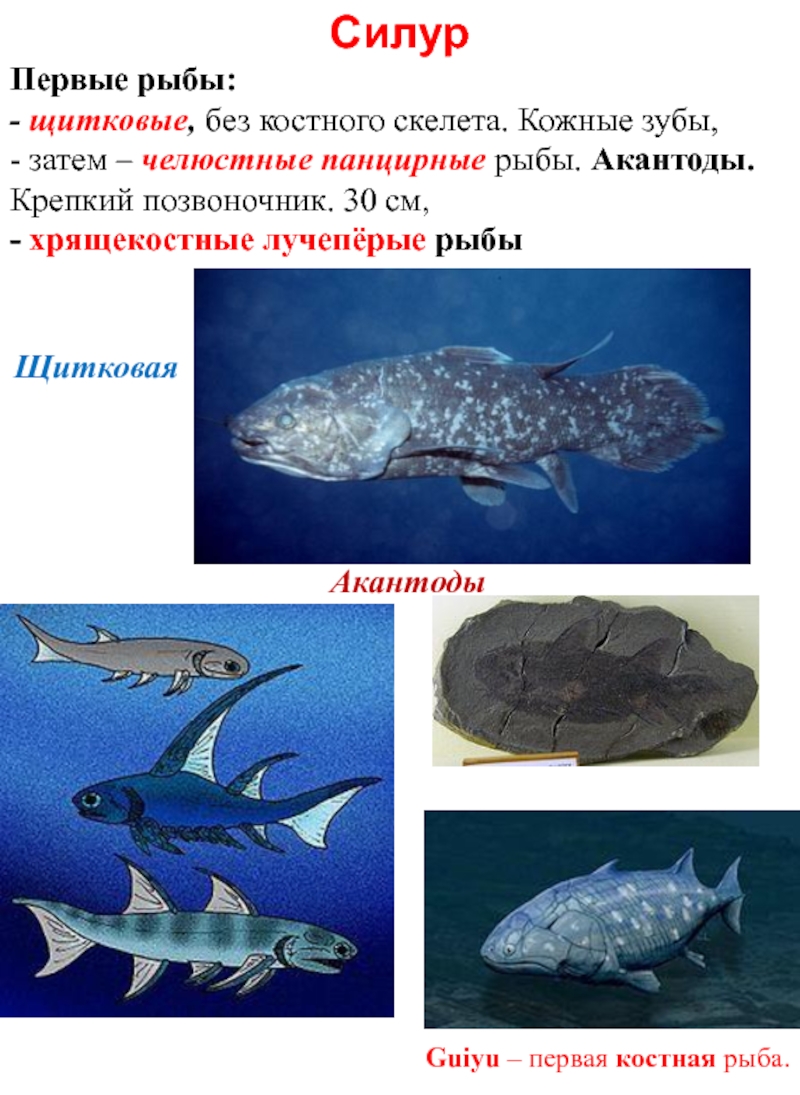 Какими были первые рыбы. Акантод Силур. Лучеперые рыбы Силур. Древние костистые (лучеперые) рыбы. Панцирные рыбы Силур.