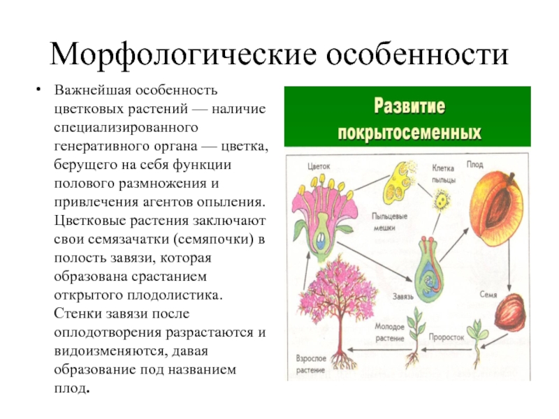 Морфологические особенностиВажнейшая особенность цветковых растений — наличие специализированного генеративного органа —
