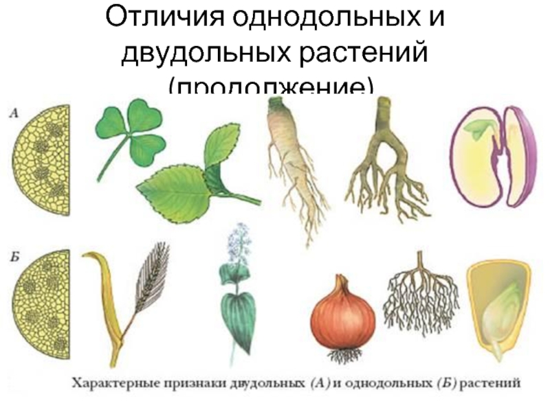 Отличия однодольных и двудольных растений(продолжение).