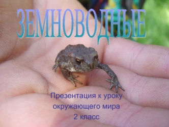 ЗЕМНОВОДНЫЕ