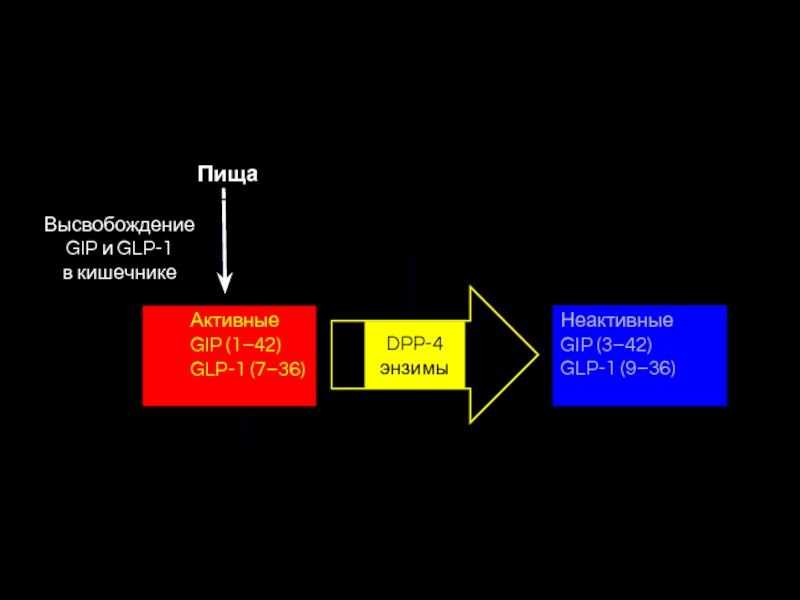 Высвобождение GIP и GLP-1  в кишечникеАктивныеGIP (1–42)GLP-1 (7–36)Пища НеактивныеGIP (3–42)GLP-1 (9–36)Rapid degradation (minutes)DPP-4 энзимы