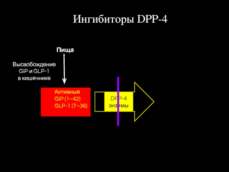 Высвобождение GIP и GLP-1  в кишечникеАктивныеGIP (1–42)GLP-1 (7–36)ПищаRapid degradation (minutes)DPP-4 энзимыИнгибиторы DPP-4
