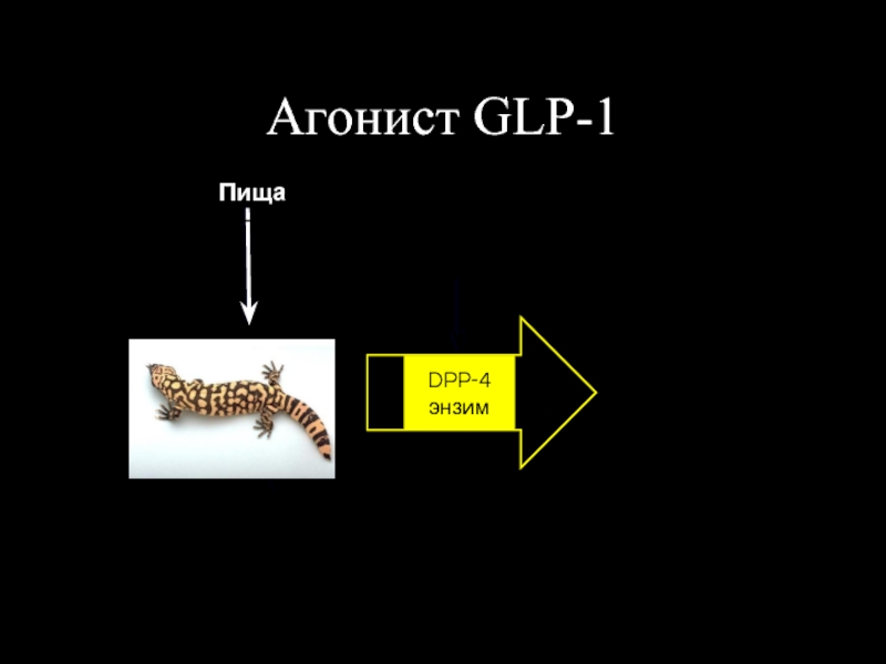 Пища Rapid degradation (minutes)DPP-4 энзимАгонист GLP-1