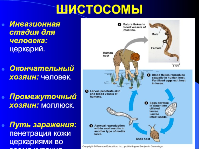 Жизненный цикл шистосомы. Шистосома окончательный хозяин. Окончательные хозяева шистосом. Schistosoma mansoni промежуточный хозяин. Жизненный цикл шистосом.