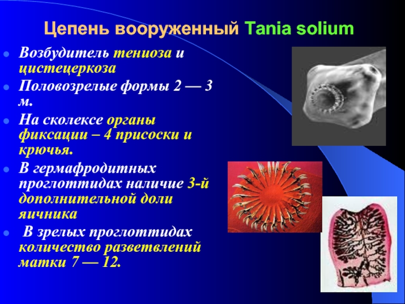 Бычий цепень презентация по микробиологии