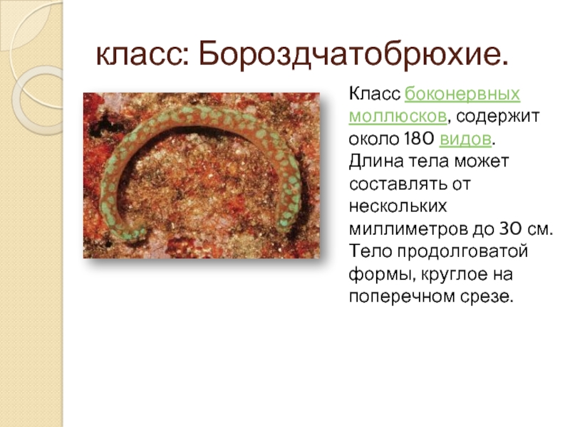класс: Бороздчатобрюхие.  Класс боконервных моллюсков, содержит около 180 видов. Длина тела может составлять