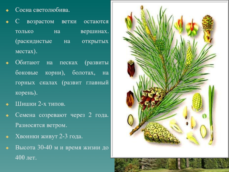 Особенности семян голосеменных растений. Сосна светолюбивая. Семя голосеменных. Корень голосеменных. Голосеменные светолюбивые.