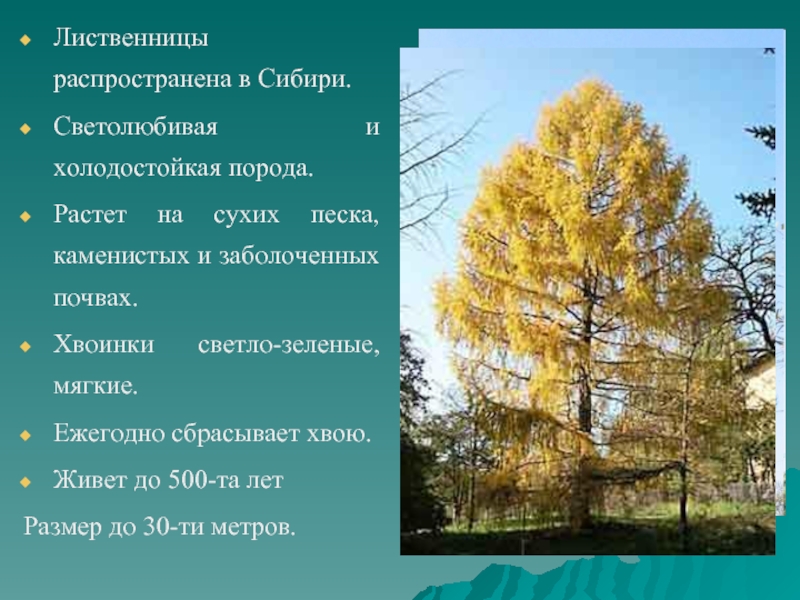 Самой холодостойкой хвойной породой является. Светолюбивая лиственница. Лиственница холодостойкая порода. Лиственница светолюбивое растение. Ежегодно сбрасывает хвою сосна.