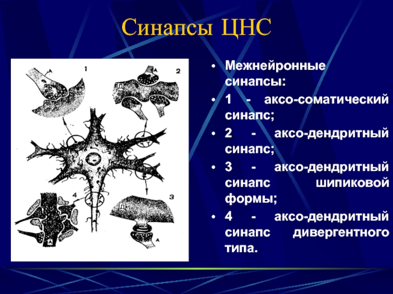 Межнейронные синапсы примеры. Межнейрональные синапсы. Аксо-дендритный синапс. Виды межнейронных синапсов. Классификация межнейронных синапсов примеры.