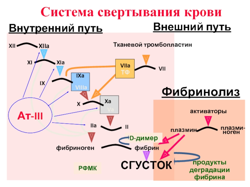 Пути свертывания крови схема