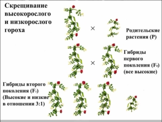 Сцепленное наследование Р Мутант с белыми глазами Х Мутант с тёмным телом F 1 Тёмное тело, белые глаза F 2 Белые глаза, Белые глаза, Красные глаза, светлое.