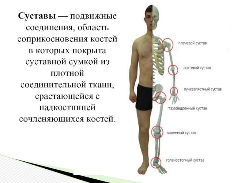 Суставы — подвижные соединения, область соприкосновения костей в которых покрыта суставной сумкой