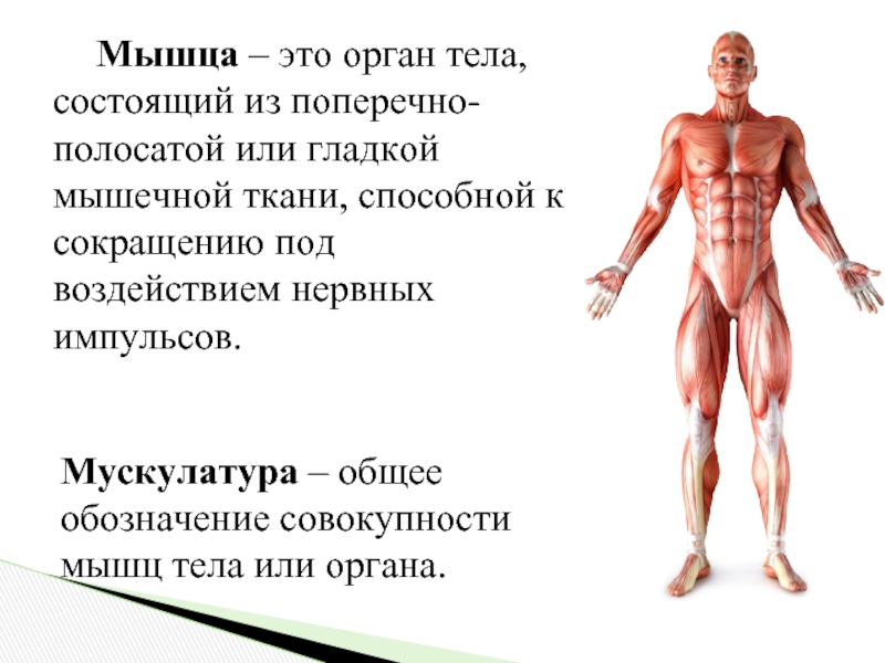 Мышца – это орган тела, состоящий из поперечно-полосатой или гладкой мышечной