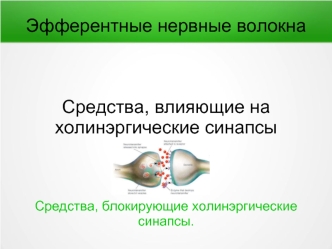 Эфферентные нервные волокна. Средства, влияющие на холинэргические синапсы. Средства, блокирующие холинэргические синапсы