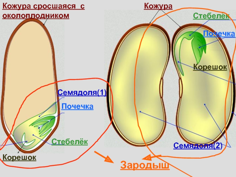 Образование зародыша семени. Эндосперм семядоли зародыш. Эндосперм почечка семядоля стебелёк. Строение семени зародыш эндосперм семядоля. Что такое семядоля у растений.