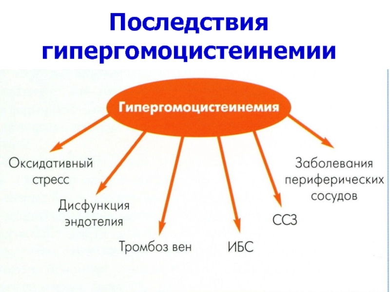 Последствия гипергомоцистеинемии В.В.Вельков, 2007