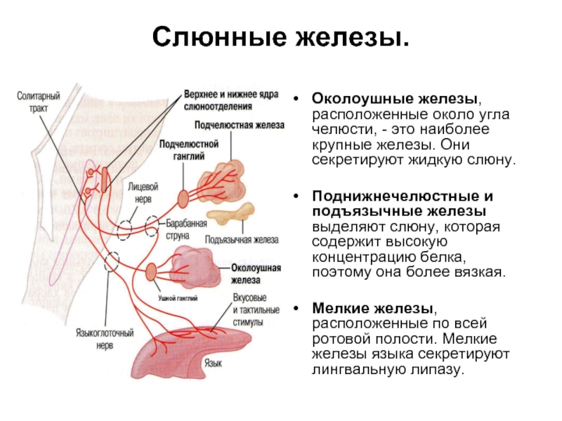 Железы выделяющие слюну. Проток околоушной железы анатомия. Слюнные железы строение. Околоушные железы расположение. Околоушная слюнная железа анатомия.