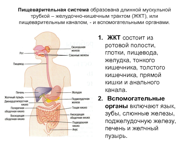 Курсовая работа: Анатомия и физиология пищеварительной системы человека