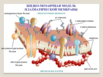 Жидко-мозаичная модель плазматической мембраны