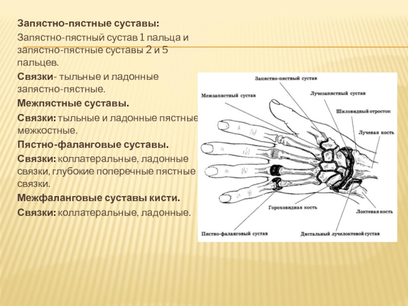 Пястно фаланговые суставы кисти фото