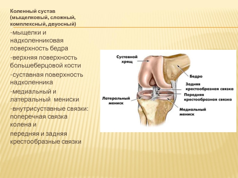 Мыщелки коленного сустава