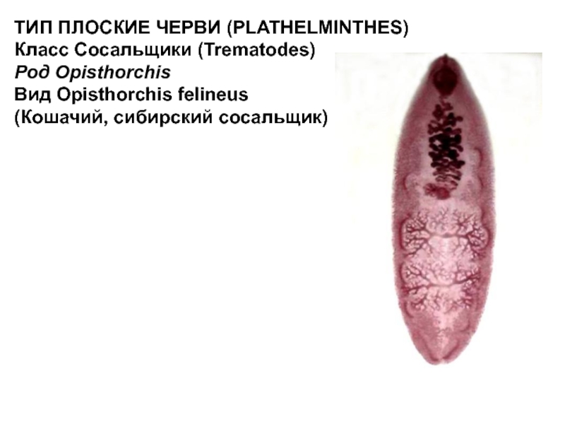 Кошачий сосальщик презентация