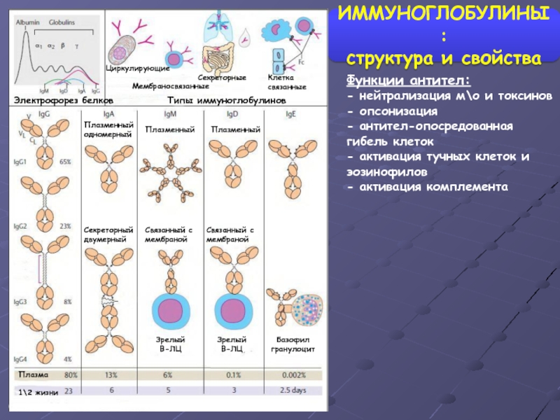 Секреторный иммуноглобулин а. Структура иммуноглобулина. Электрофорез иммуноглобулинов. Опсонизация иммуноглобулинов.
