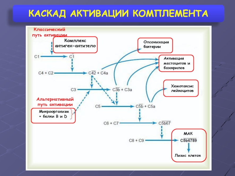 Схема активации комплемента