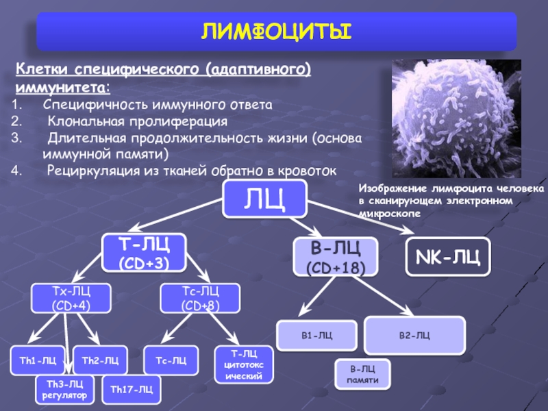 Иммунокомпетентные клетки презентация